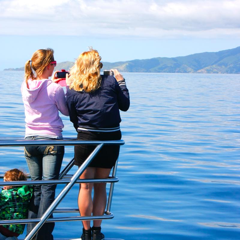 Auckland Whale & Dolphin Safari オークランド・ホエール＆ドルフィン・サファリ