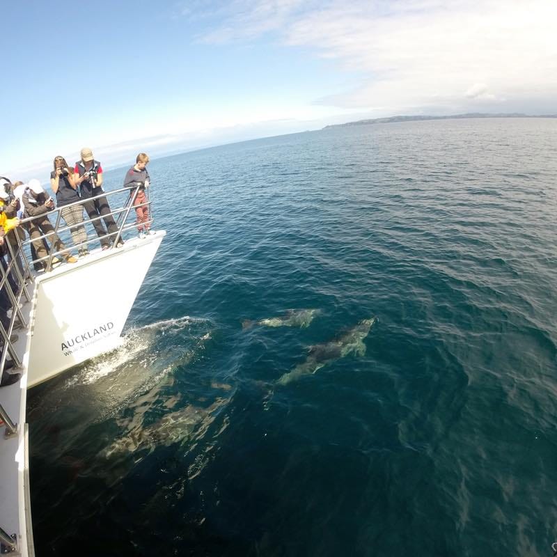 Auckland Whale & Dolphin Safari オークランド・ホエール＆ドルフィン・サファリ