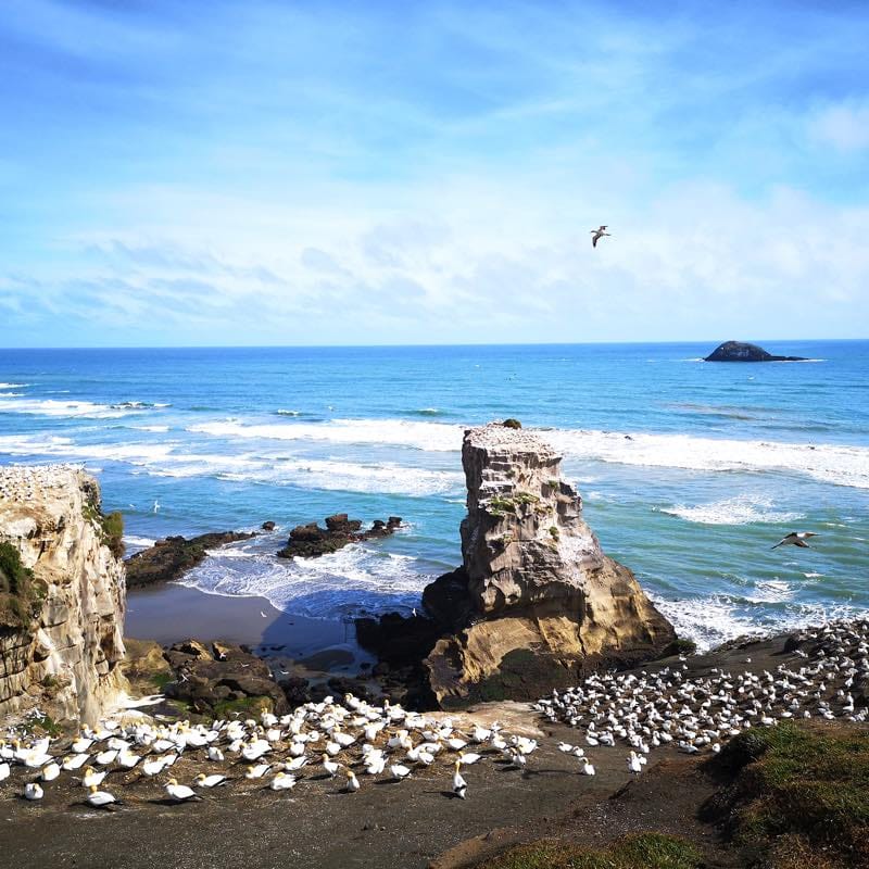 Muriwai Gannet Colony ムリワイ・ガネットコロニー