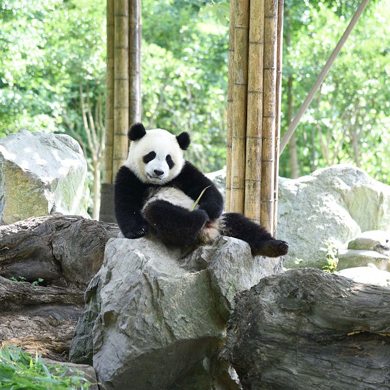中国保護大熊猫研究中心都江堰基地 ジョングオバオフーダーシオンマオイエンジウジョンシンドゥージアンイエンジーディ