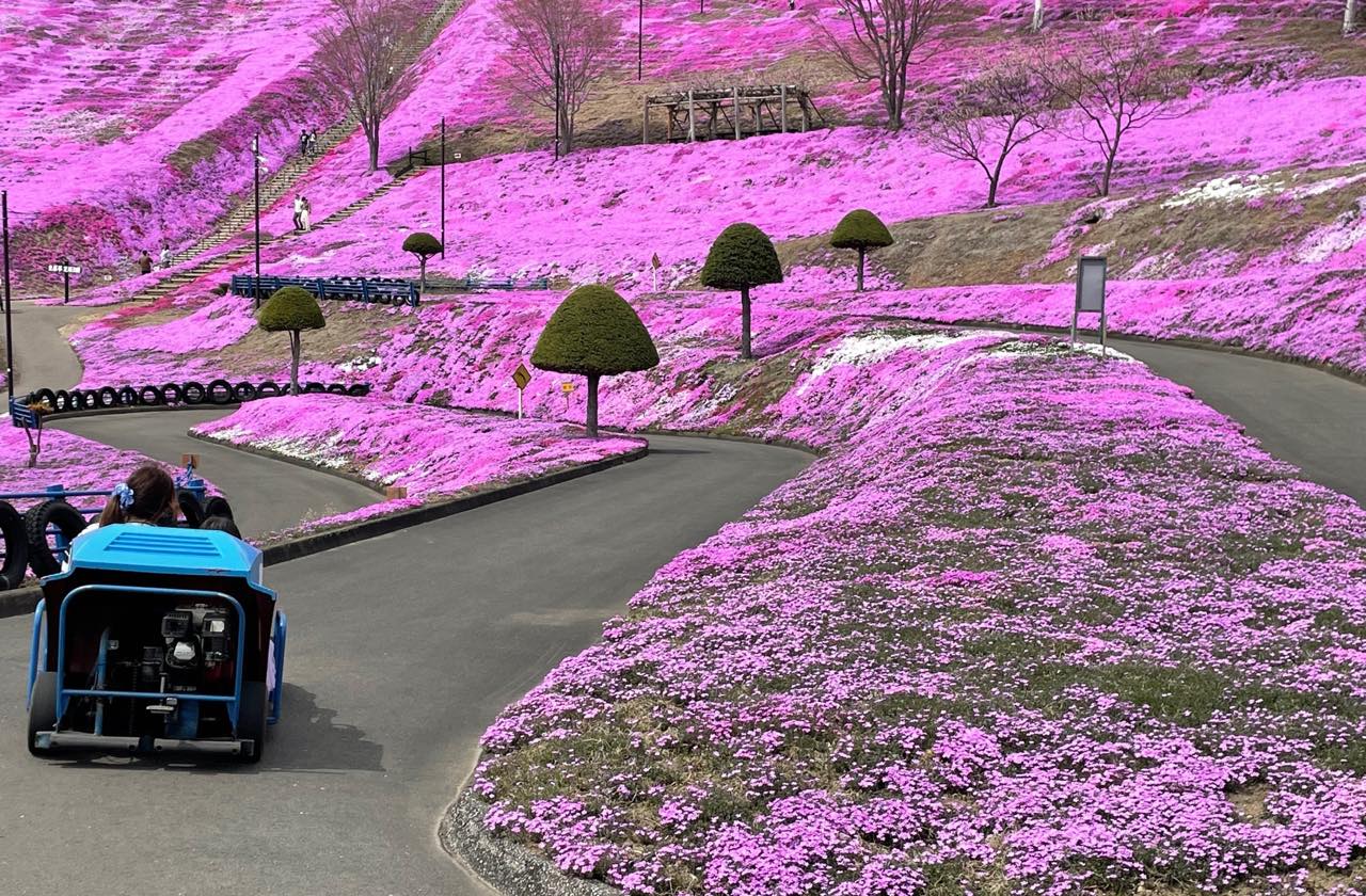 満開を迎える芝桜。花見のシーズン中、「ひがしもこと芝桜公園」のHPでは毎日開花予想が更新されている。