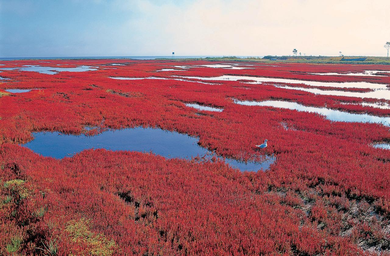 秋が訪れると能取湖の一部がサンゴ草で覆われ、山の紅葉とはまた違った美しさを見せてくれる。