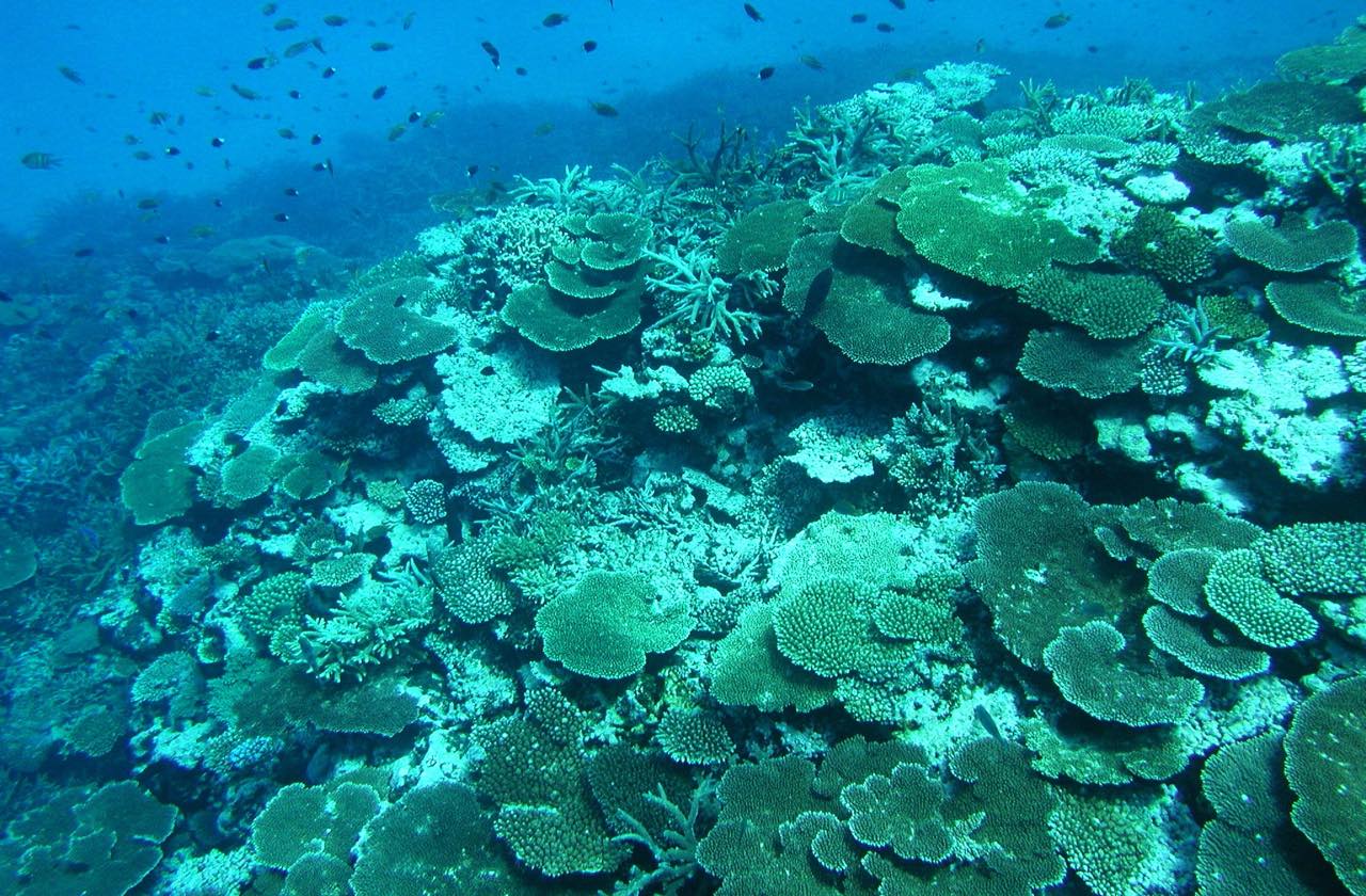 宮古諸島の北側に位置する、日本最大のサンゴ礁群「八重干瀬」。このようなスポットを数カ所船でまわるシュノーケリングツアーが人気です。
