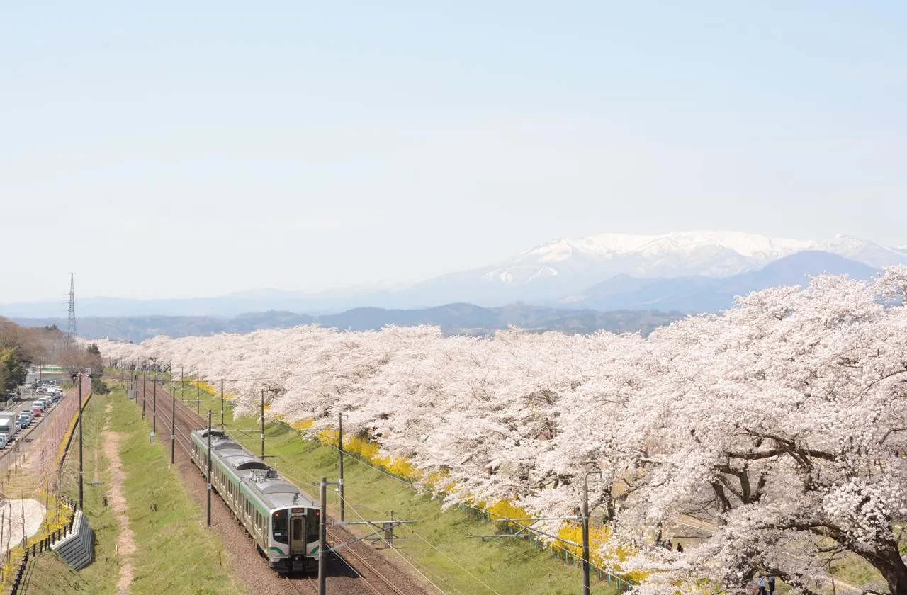 仙台駅から電車で30分ほどの、ソメイヨシノを中心にした桜の名所「一目千本桜」。日本さくら名所100選にも数えられている。