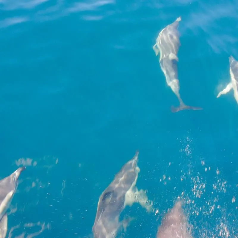 Auckland Whale & Dolphin Safari オークランド・ホエール＆ドルフィン・サファリ