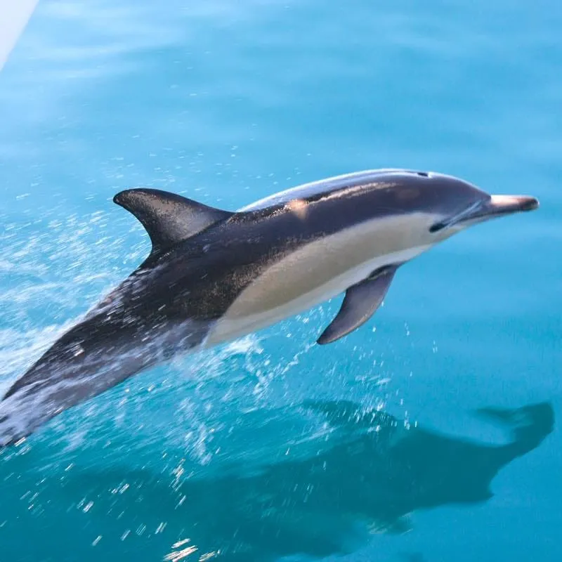 Auckland Whale & Dolphin Safari オークランド・ホエール＆ドルフィン・サファリ