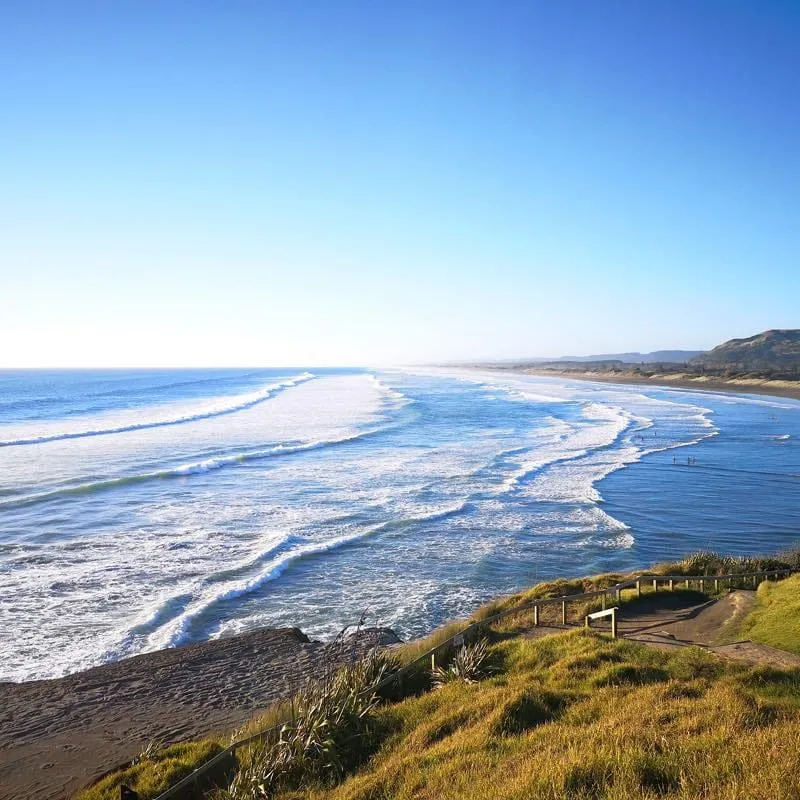 Muriwai Gannet Colony ムリワイ・ガネットコロニー