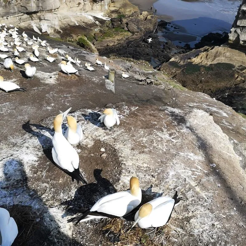 Muriwai Gannet Colony ムリワイ・ガネットコロニー