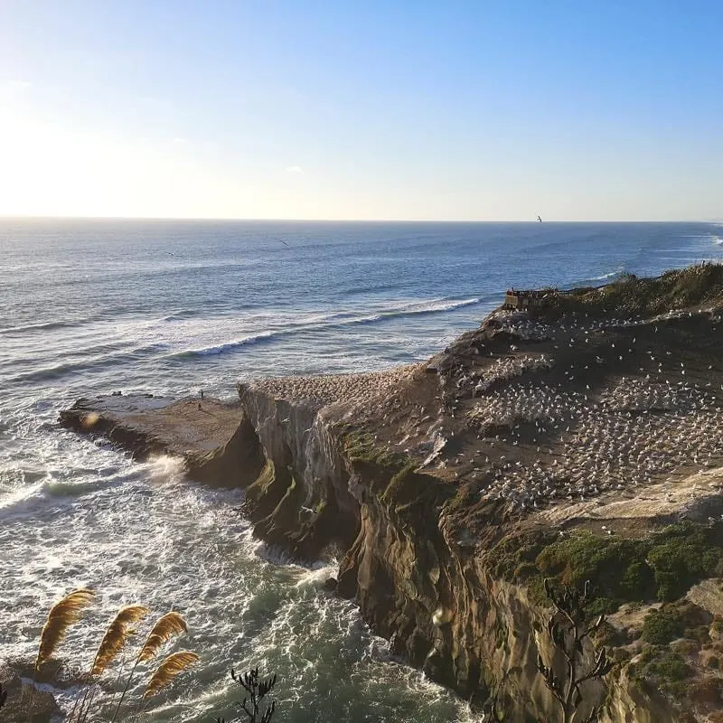 Muriwai Gannet Colony ムリワイ・ガネットコロニー