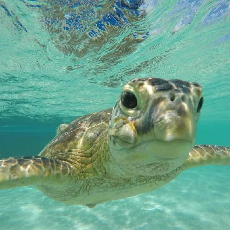 キャプテンブルースの天国の海（サンドバー）