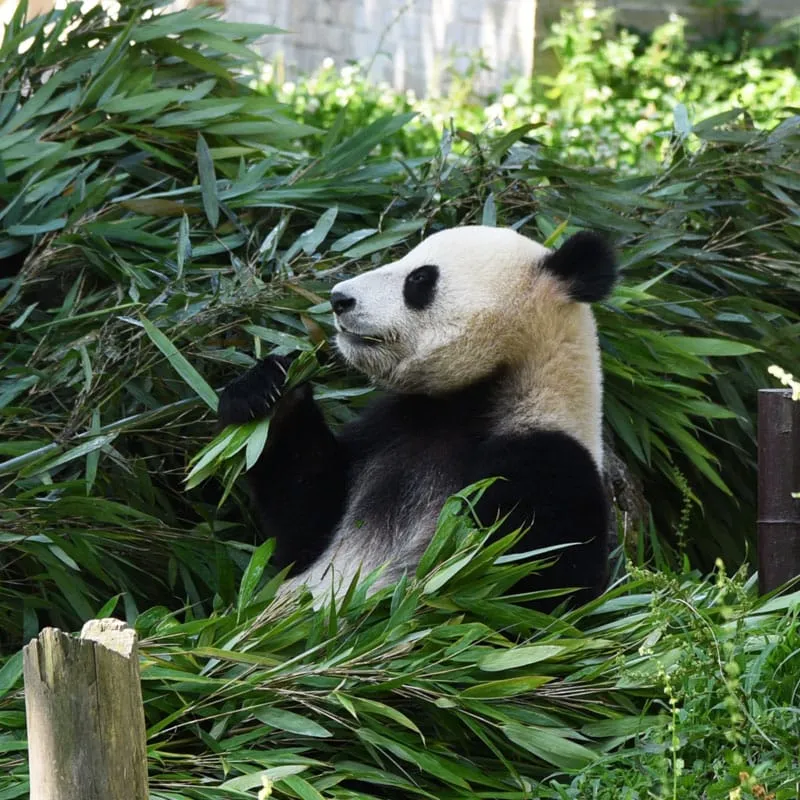 中国保護大熊猫研究中心都江堰基地 ジョングオバオフーダーシオンマオイエンジウジョンシンドゥージアンイエンジーディ
