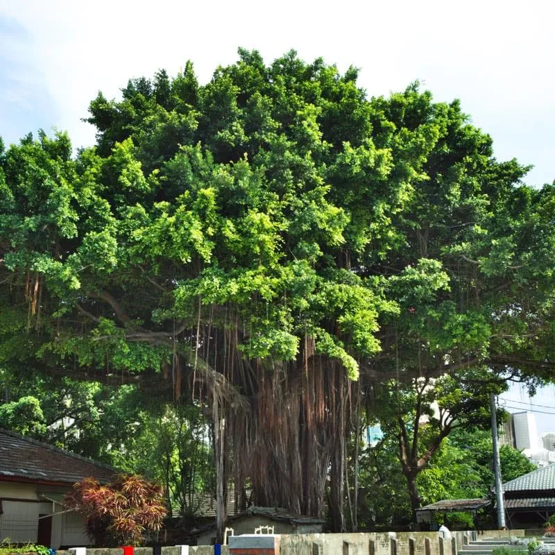 321巷藝術聚落 サンアールイーシアンイーシュージュ―ルオ
