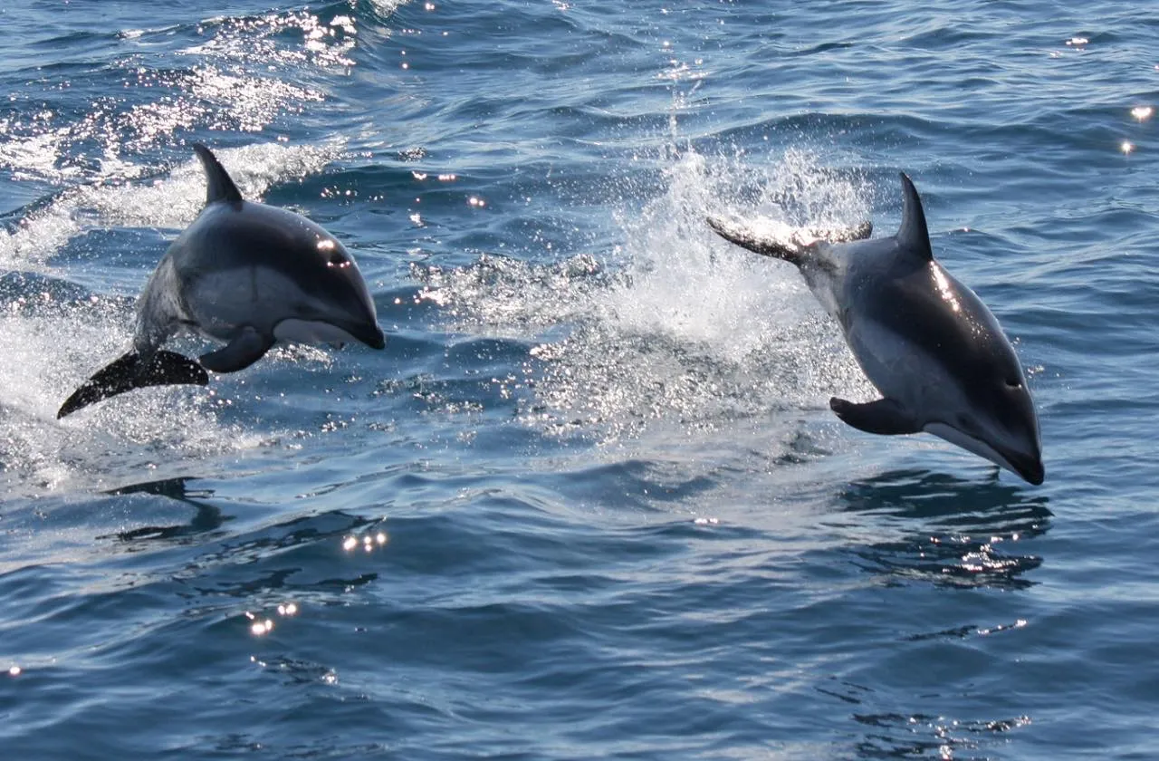 ネイチャークルーズに乗ってイルカウォッチング。カマイルカとの遭遇率は約70%とのこと。