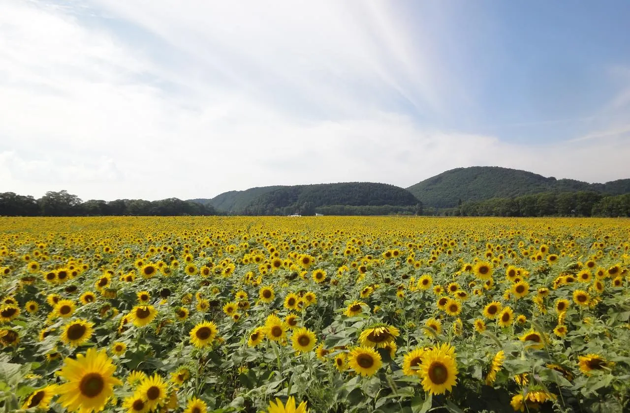 「オホーツク網走マラソン」のゴールに待ち受けるのは一面に咲くひまわり。この感動的な光景を夢見て参加するランナーも多いという。