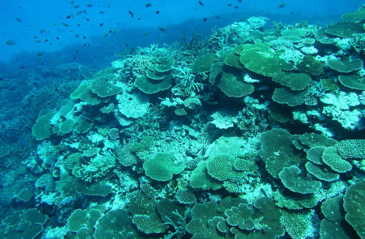 宮古諸島の北側に位置する、日本最大のサンゴ礁群「八重干瀬」。このようなスポットを数カ所船でまわるシュノーケリングツアーが人気です。