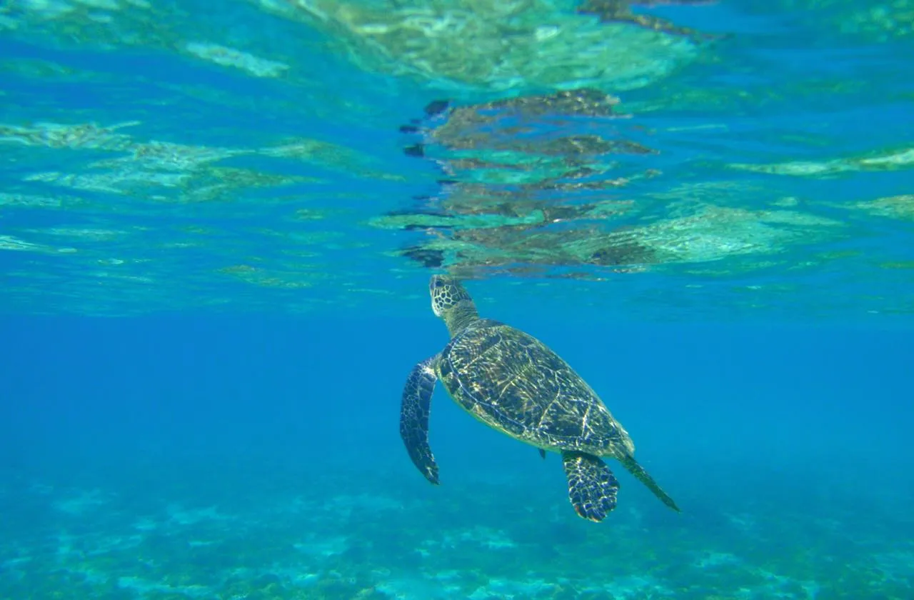 シュノーケリングではさまざまな種類の熱帯魚が見られるほか、運が良ければウミガメにも遭遇できるそう！