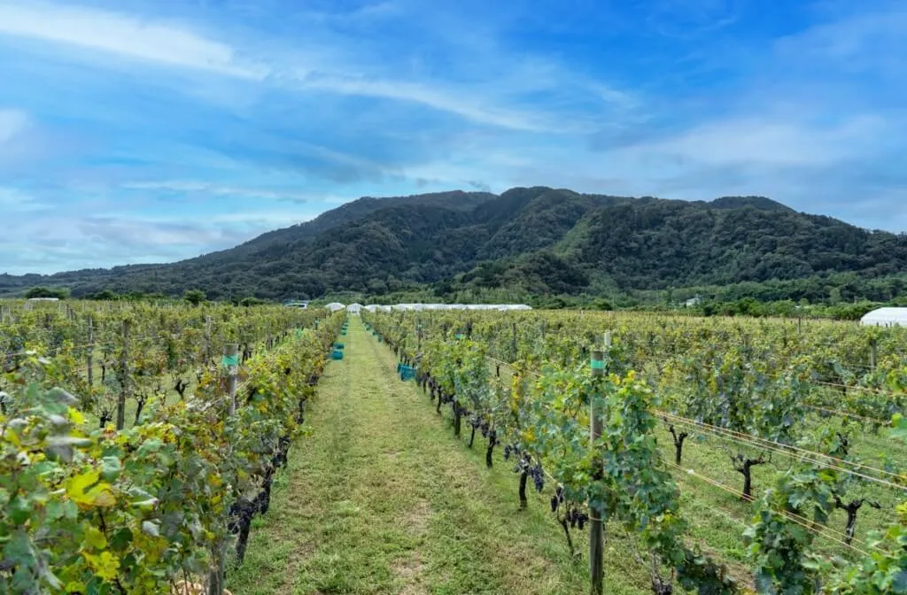 カーブドッチワイナリー