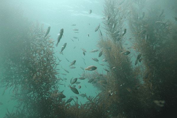 おさかな天国の関西国際空港?!
