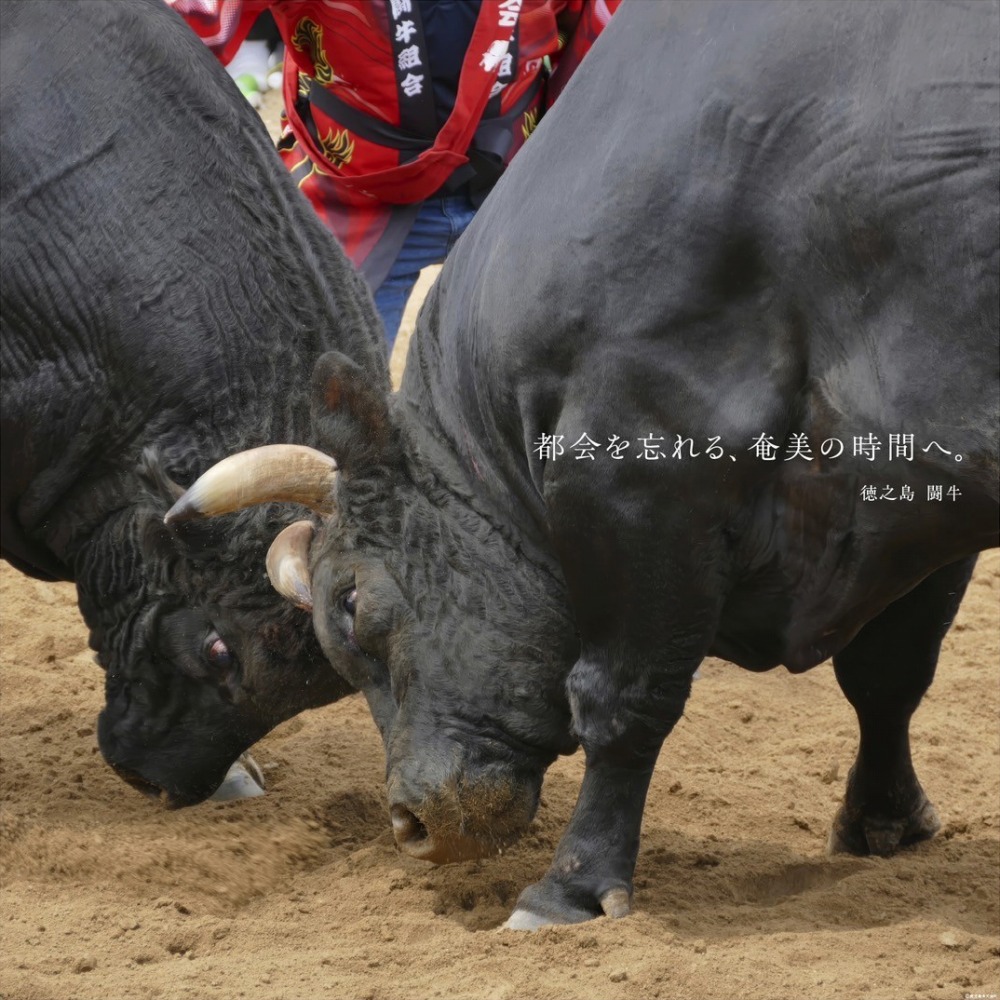 徳之島　闘牛