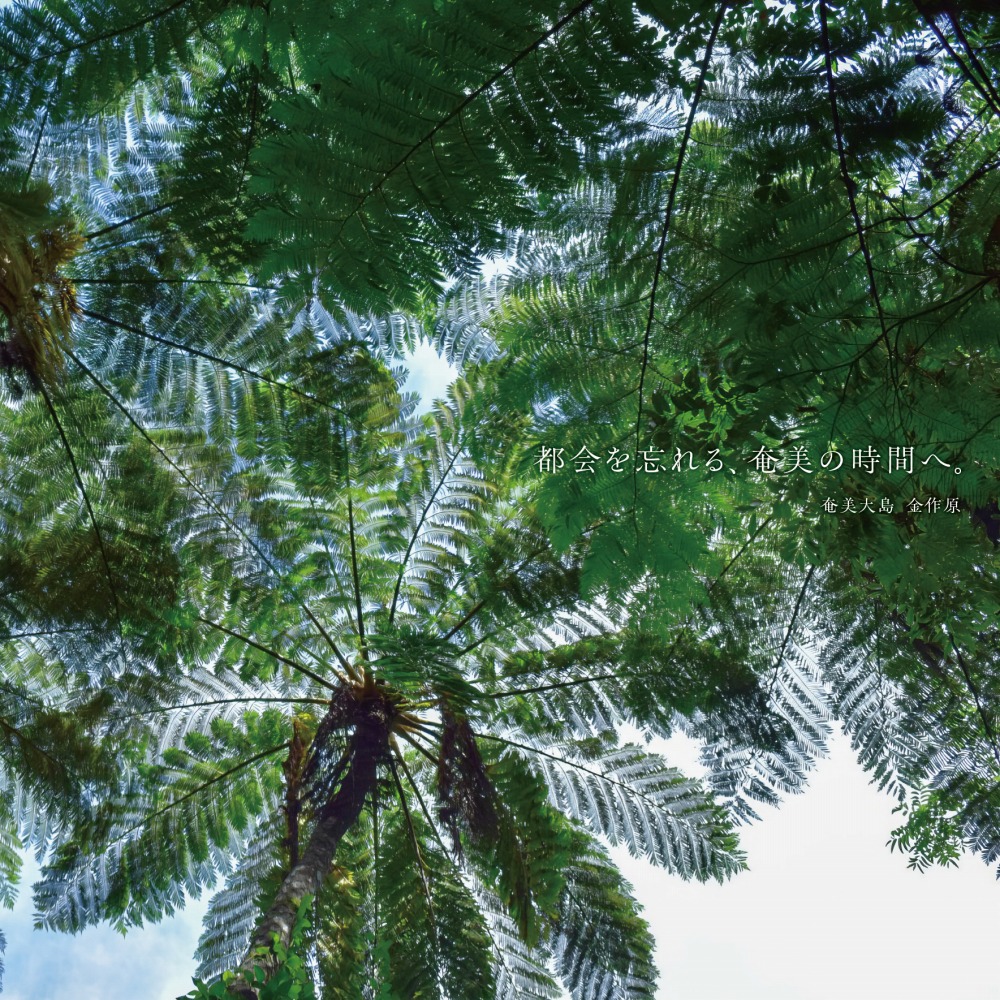 奄美大島　金作原