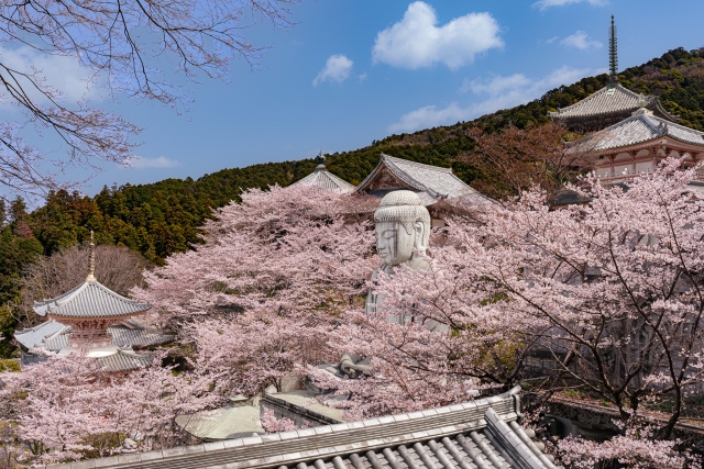 Nara Transportation Guide: Get There & Around