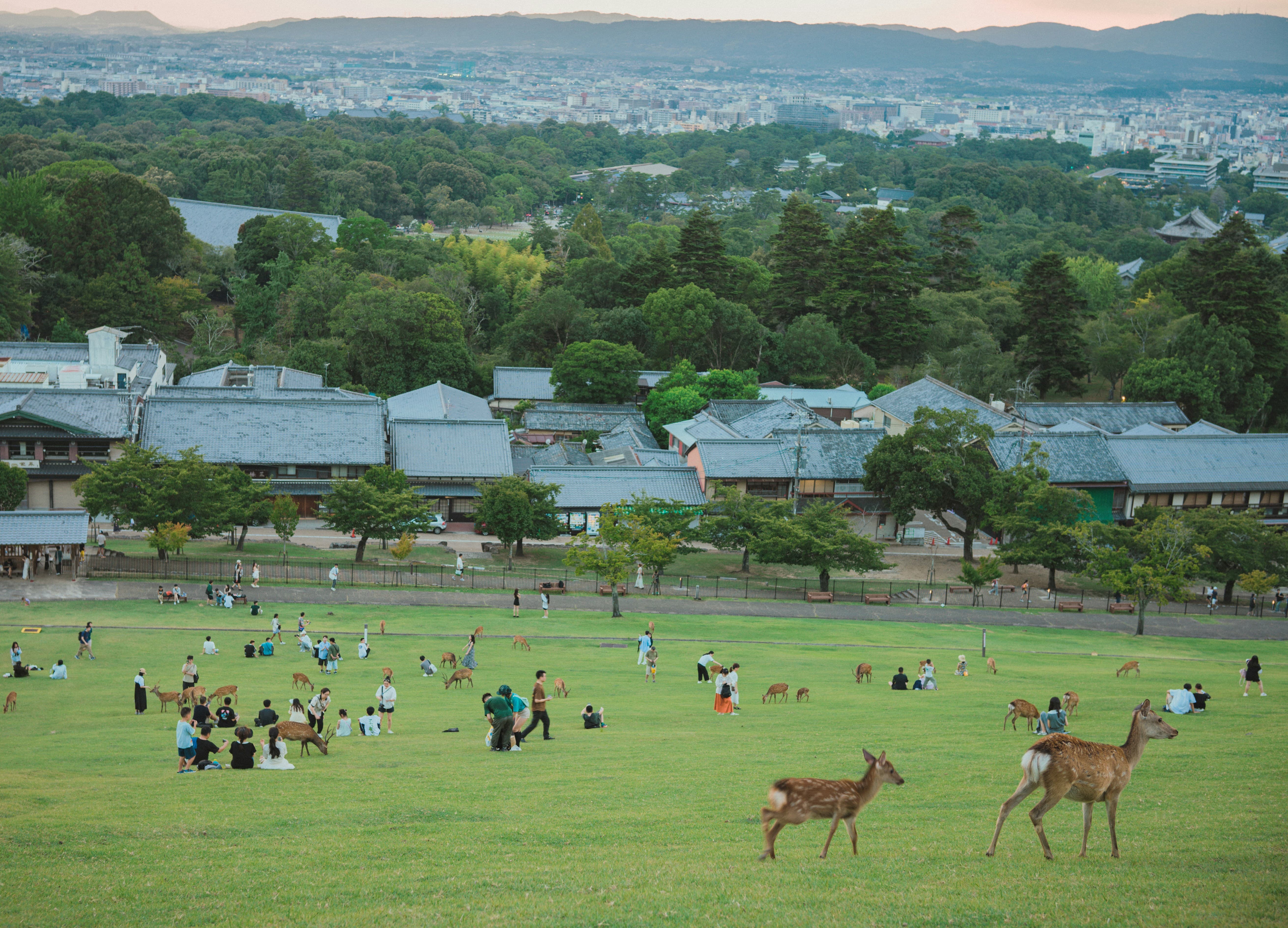 Nara Day Tour: Itineraries, Osaka/Kyoto Transport & Attractions