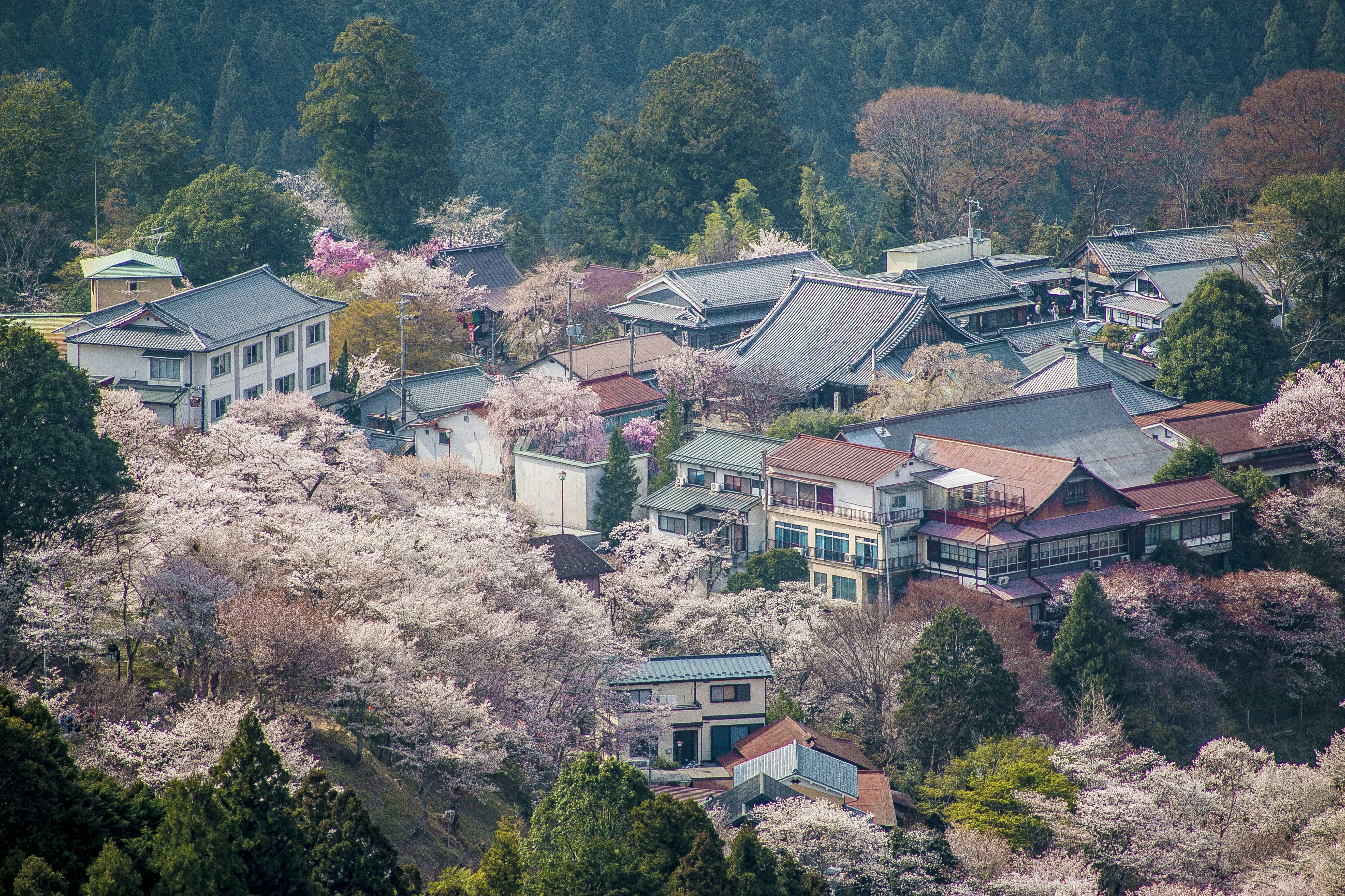 What to See & Do in Nara 2026 - Top 5 Nara Attractions