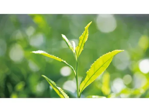 재료에 대한 헌신