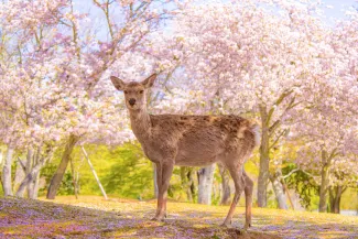 나라 공원