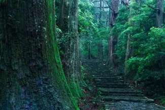 Wakayama Transportation Guide: Get There & Around
