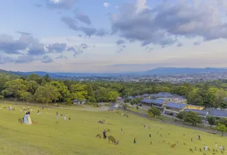What to See & Do in Nara 2026 - Top 5 Nara Attractions