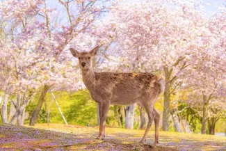奈良　観光4