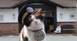 Wakayama Day Trip from Osaka: Top Spots, Transport & Food Guide