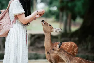 Get to Nara from Kansai Airport Guide: HARUKA, Bus & Car Rental