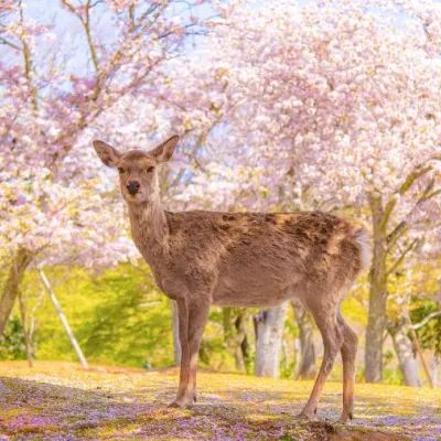 東京から奈良への行き方｜新幹線・飛行機・バスの最短＆最安
