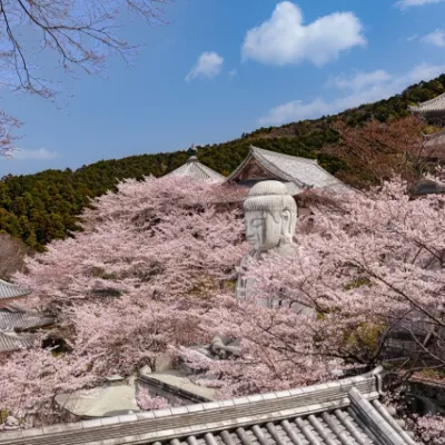 Nara Transportation Guide: Get There & Around