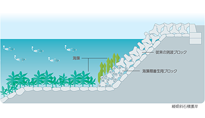 Jブルークレジットの認証～関西国際空港島の藻場がCO2の吸収源に～