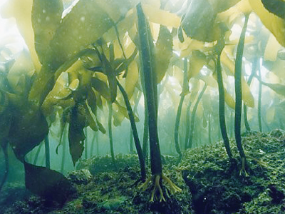 空港のまわりに海藻を植えて海の生きもののすみかに